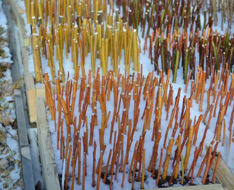 Golden Curls Willow hardwood cuttings. Permaculture, Backyard Nursery, Dappled Willow, Snow Covered Trees, Plant Propagation, Fast Growing Plants, Greenhouse Gardening, Plant Cuttings, Propagating Plants