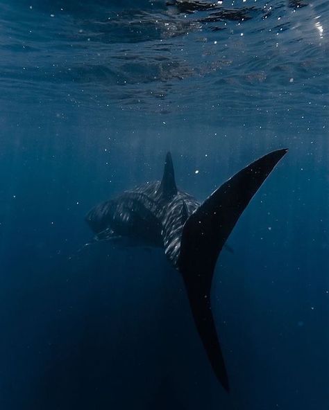 Enzo Vitale, H D Carlton, Eaten Alive, Shark Pictures, Beautiful Sea Creatures, Ocean Wallpaper, Ocean Vibes, Marine Biology, Whale Shark