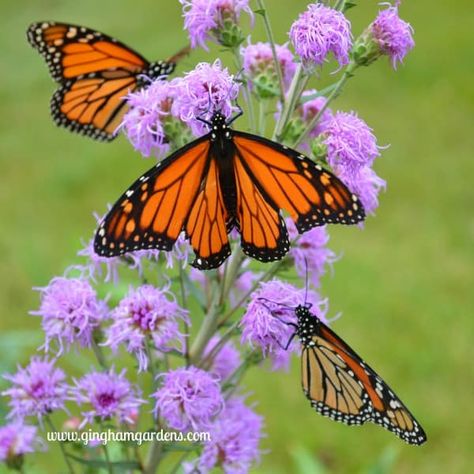 Monarch Butterflies on Meadow Blazingstar Liatris - End of Summer Butterflies & Blooms - Lots of Pictures of Butterflies on Flowers. Tattoo Designs Butterfly, Tattoos Butterfly, Nails Butterfly, Butterfly Nails, Butterfly Tattoos, Monarch Butterflies, Butterfly Tattoo Designs, Butterfly Wallpaper, End Of Summer