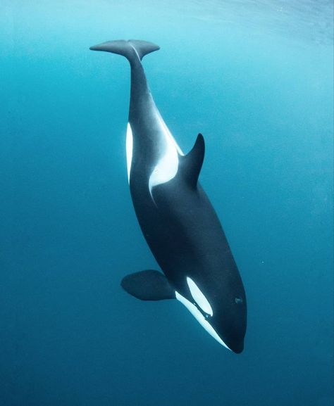 Jacques Cousteau, Photography Animals, Sea Mammal, Orca Whale, Beautiful Sea Creatures, Orca Whales, Water Animals, Most Beautiful Animals, Killer Whales