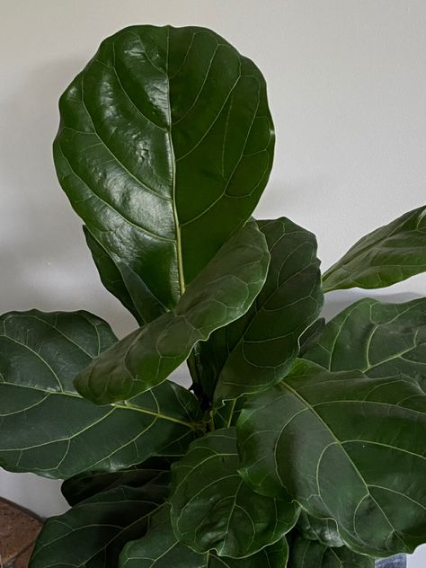 A fiddle leaf ficus #fiddleleaffig #fiddleleaffigtree #plants #indoorplantsdecor #indoorplantcare #indoorplantcare #aesthetic #homedecorideas #greenery #homedecorlivingroom Planting Aesthetic, Fig Aesthetic, Fiddle Leaf Fig Aesthetic, Big Fiddle Leaf Fig Tree, Fiddle Leave Fig Tree, Fiddle Leaf Fig Illustration, Figgle Leaf Fig, Fiddle Leaf Tree, Fig Plant