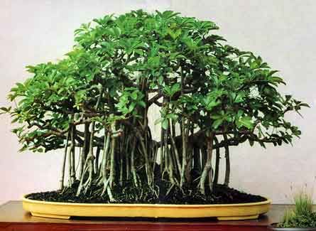 The Best Bonsai Plants for Home or Office - Ferns N Petals Banyan Bonsai, Garden Bonsai Tree, Bonsai Forest, Bonsai Tree Types, Umbrella Tree, Indoor Bonsai Tree, Vegetable Garden For Beginners, Indoor Bonsai, Bonsai Art