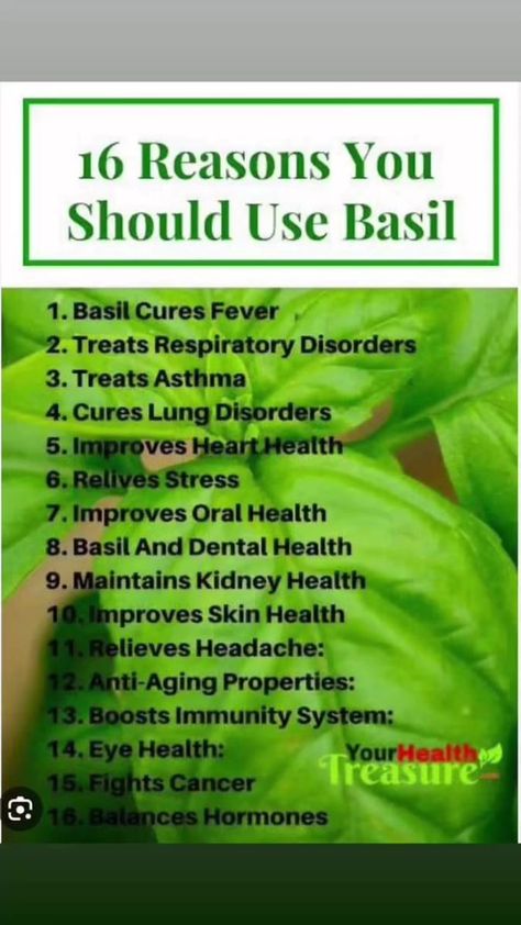 Tulsi Benefits, Health Benefits Of Basil, Tulsi Basil, Benefits Of Basil, Basil Health Benefits, Respiratory Disorders, Heart Diseases, Healthy Lungs, Improve Heart Health