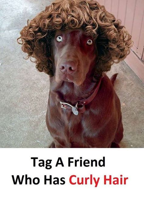 Dog With Wig, Funny Roasts, Labrador Art, Doberman Love, Ugly Dogs, Tibetan Spaniel, How To Wear A Wig, Cute Dogs Images, Hair Curly