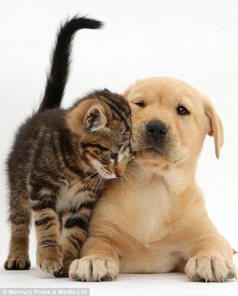 Yellow Labrador Puppy, Dog Cat Pictures, Tabby Kitten, 강아지 그림, Yellow Labrador, Kittens And Puppies, Labrador Puppy, Dog Wallpaper, Cat And Dog