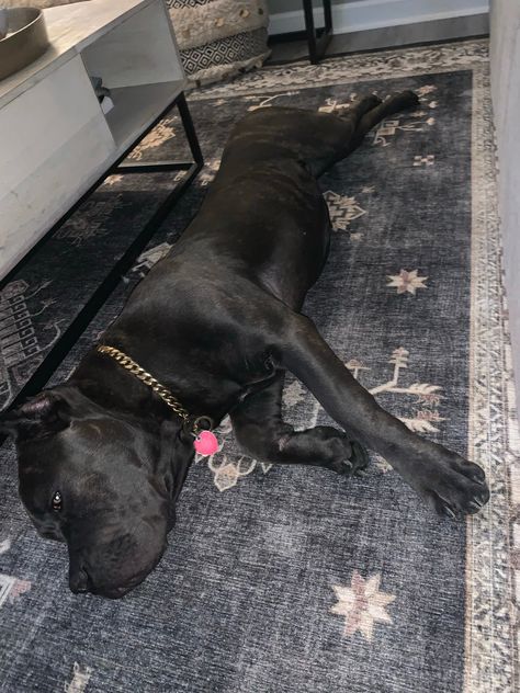 Friendly 13 Month Old Female Cane Corso Puppy Cane Corso Grey, Female Cane Corso, Cane Corso For Sale, Cane Corso Puppy, Pug Puppies For Sale, Dark Grey Coat, Mixed Puppies, Cane Corso Puppies, Corso Dog