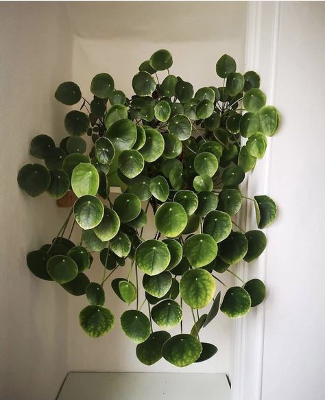 Tanaman Air, Plant Goals, Lucky Plant, نباتات منزلية, Pilea Peperomioides, Garden Life, Inside Plants, Plants Nature, Plant Decor Indoor