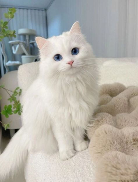 Cute White Cats, White Ragdoll Cat, Cutee Animals, Cute Little Kittens, Cute Cats Photos, Cat Pictures, Pretty Animals, White Cats, Seoul South Korea