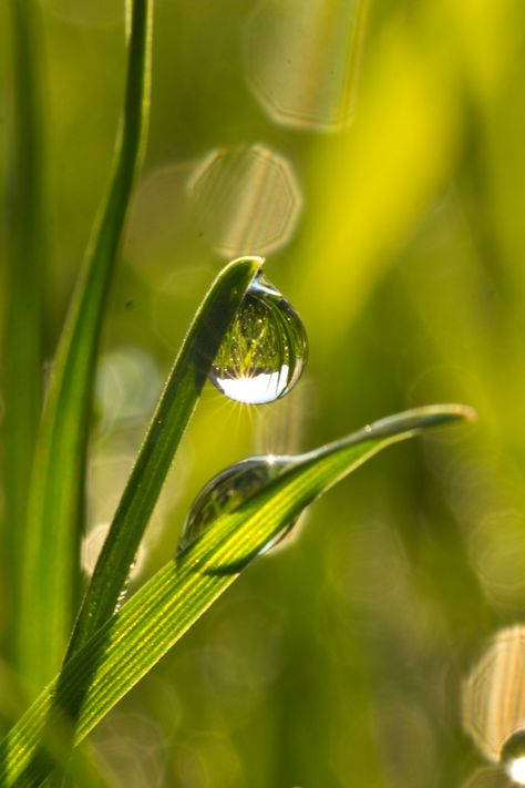 Morning dew Dew Aesthetic, The Weeknd Songs, Gayatri Mantra, Honey Dew, Architecture Inspiration, Morning Dew, Retail Store Design, Photography Techniques, 100 Days