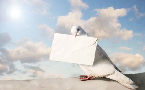 How Do Homing Pigeons Find Home? | Wonderopolis Theresa Caputo, James Van Praagh, Homing Pigeons, Tree Mountain, Dove Pigeon, Loved One In Heaven, Yoga Spiritual, Amnesty International, Flower Essences