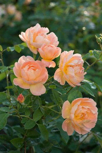 Rose Hedge, Gardening Club, Rose Gardening, Stunning Flowers, Austin Rose, Fragrant Roses, Gardening Landscaping, Meadow Garden, Rose Varieties