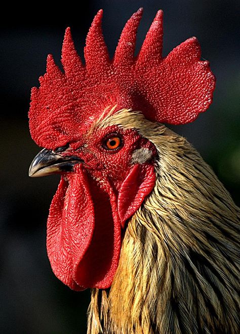 Showcase of the Week - Suresh Babu Chicken Sketches, Rooster Photo, Hen Drawing, Rooster Head, Regard Animal, Chicken Pictures, Photo Animaliere, Rooster Painting, Beautiful Chickens