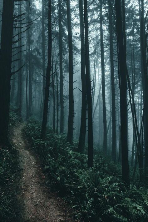 Dark Naturalism, Lost In The Woods, Wallpaper Tumblr, Forest Wallpaper, Beautiful Forest, Tree Wallpaper, Dark Forest, Nature Aesthetic, Nature Wallpaper