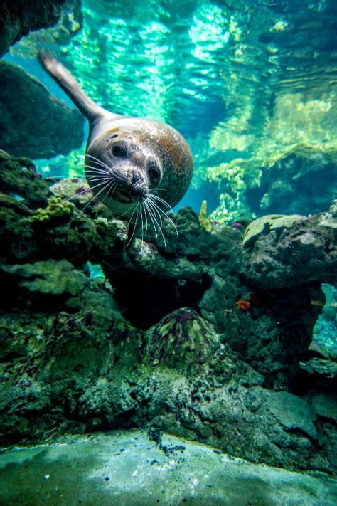 A Sea Lion.       (Miks' Pics "Sea Life" board @ http://www.pinterest.com/msmgish/sea-life-l ) Creature Marine, Fauna Marina, Under The Water, Beautiful Sea Creatures, Water Animals, Underwater Creatures, Underwater Life, Endangered Animals, Marine Mammals