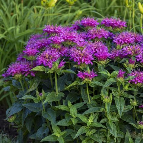 MONARDA_PARDON_MY_PURPLE_BEE_BALM_PW_MONPM_01 Monarda Didyma, Bee Balm Plant, Bee Balm Flower, Proven Winners Perennials, Deer Resistant Perennials, Fragrant Garden, Bee Balm, Flower Landscape, Organic Seeds