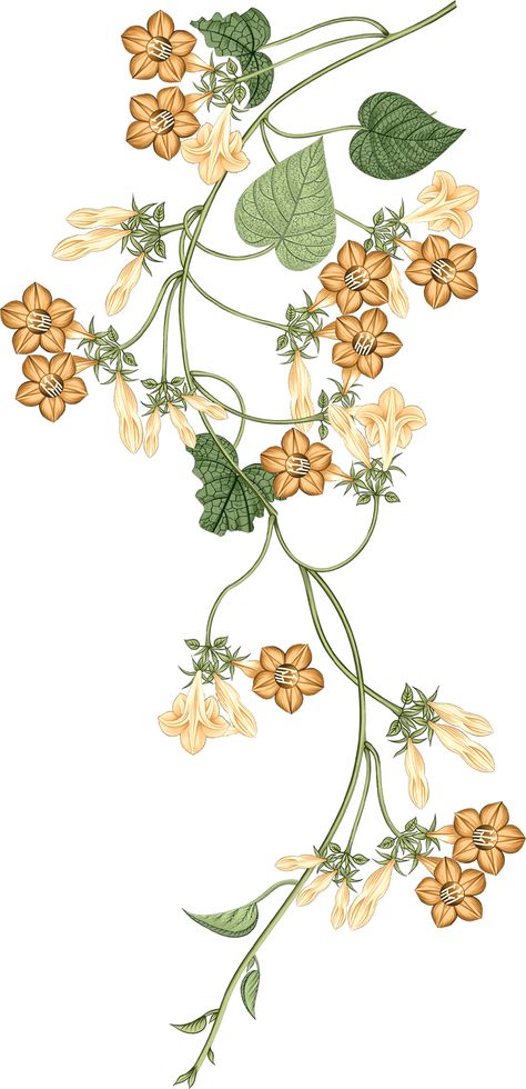 Floral Motives, Vine Drawing, Climbing Flowers, Botanical Flower Art, Png Flower, Flower Bunch, Baroque Pattern, Floral Branch, Floral Drawing