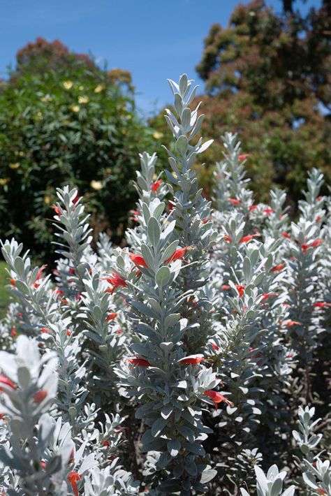 Emu Bush, Australian Garden Design, Shed Landscaping, Bush Garden, Australian Native Garden, Drought Tolerant Garden, Front Garden Design, Australian Native Flowers, Australian Plants