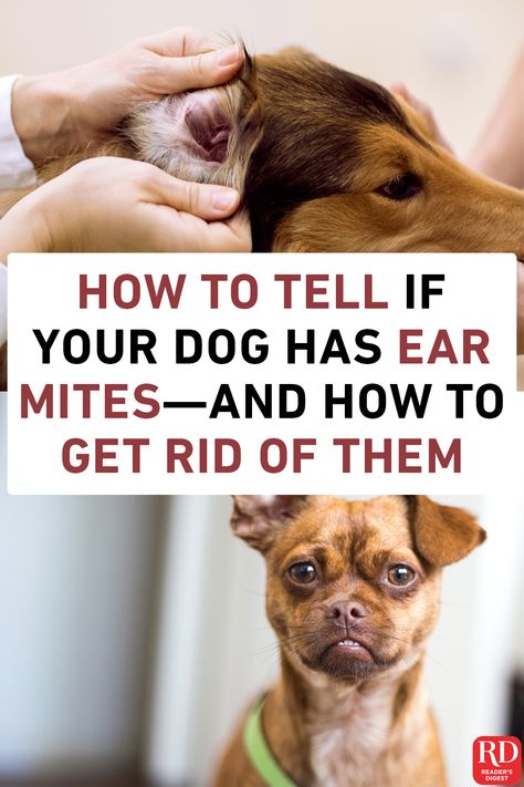 Ear mites in dogs and puppies is a common occurrence. If you suspect your adorable pooch is dealing with these tiny parasites, here’s what you need to know and what you should do. Dog Mites How To Get Rid Of, How To Clean A Dogs Ears, Ear Mites In Dogs Remedies, Dog Mites, Ear Mites In Dogs, Itchy Dog Ears, Ear Drops For Dogs, Dog Knowledge, Dog Ear Mites