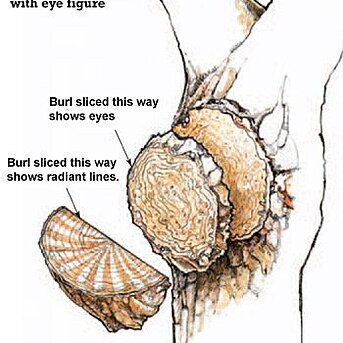 2 ways to cut a burl Turning Wood, Wood Turning Lathe, Lathe Projects, Knife Scales, Wood Turner, Got Wood, Learn Woodworking, Wood Turning Projects, Diy Holz