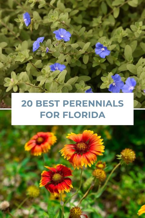 Transform your Florida garden with these 20 incredible perennials! These low-maintenance, sun-loving plants will provide a stunning visual display throughout the year, making your backyard a true sanctuary. Discover the best picks for your sunshine garden and watch them flourish! Flower Garden Florida, Florida Porch Plants, Florida Wildflower Garden, Full Sun Landscaping Ideas Backyards, Florida Cottage Garden, South Florida Landscape Ideas Front Yard, Landscape Ideas Florida, North Florida Gardening, Florida Garden Ideas