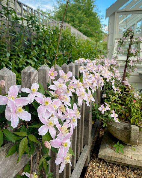 Ben Hayman on Instagram: “Clematis montana ‘Mayleen’ weaving her way through faded hardwood and rusty iron. Perfection 👌🏼 The second photo was only a few days…” New Love Clematis Shrub, Clematis Miss Bateman, Clematis Montana Rubens, Pink Fantasy Clematis, Clematis Montana, Gardening 101, Private Garden, Garden Fence, English Garden