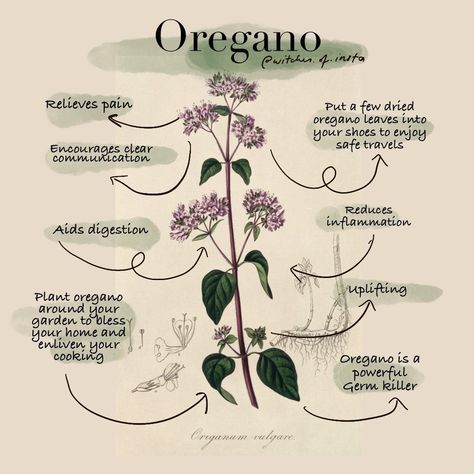 Today's magickal herb is Oregano.⁠ Lots of you probably already use oregano in the kitchen but did you know that it has loads of amazing… Protection Jar, Oregano Recipes, Growing Oregano, Oregano Plant, Modern Witchcraft, Magickal Herbs, Jar Spells, Which Witch, Oregano Leaves