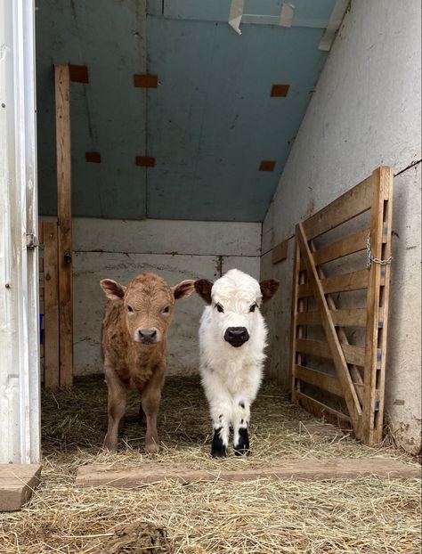 Highland cows, highpark, mini cows Miniature Highland Cow, Mini Cow Barn, Miniture Cows, Mini Cattle, Cattle Housing, Granola Life, Mini Highland Cow, Montgomery Homes, Cow Barn