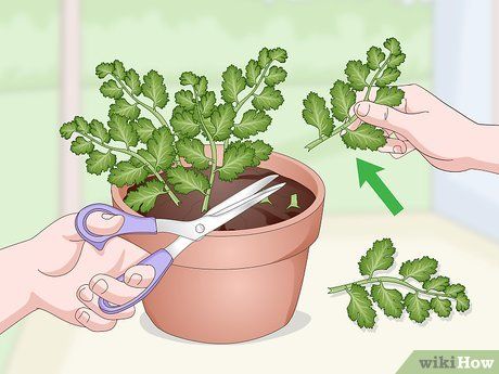 5 Ways to Grow Cilantro Indoors - wikiHow Fingerboard Skatepark, Heal Blisters, Grow Cilantro Indoors, Grow Cilantro, How To Harvest Cilantro, Origami Wallet, Growing Cilantro, Orchid Leaves, Cactus Planta