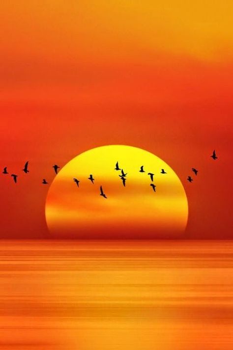 Upotettu kuva Colourful Photography, Futurisme Retro, Sun Setting, Amazing Sunsets, Beautiful Sunrise, Sunset Beach, Birds Flying, Beautiful Sky, Beautiful Sunset