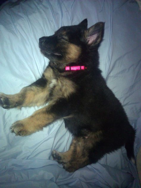 Aww..... puppies are wonderful Baby German Shepherds, German Sheperd Dogs, Gsd Puppy, German Shepherd Puppy, German Shepards, Cute Animals Puppies, Gsd Puppies, Shepherd Puppy, Pretty Dogs