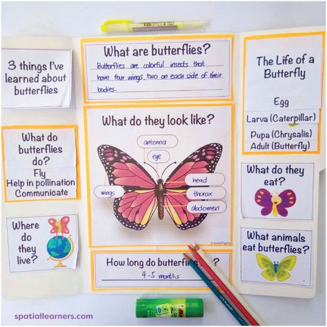 Butterflies | Basic Facts About Butterflies | Science - Spatial Learners Grade 3 Science Projects, Butterfly School Project, Butterfly Project Ideas, Butterfly Science Project, Parts Of Butterfly, Parts Of A Butterfly, Facts About Butterflies, Butterfly Facts For Kids, First Page Of Project