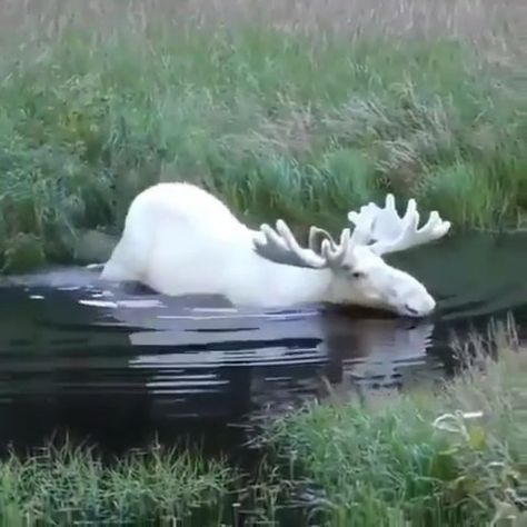 Albino Moose, Rare Albino Animals, White Moose, Regnul Animal, Albino Animals, Animals Amazing, Interesting Animals, Unusual Animals, Rare Animals