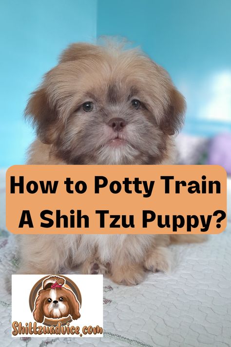 Shih Tzu Puppy Shitzu Puppies Haircuts, Shitzu Haircuts, Shih Tzu Puppy Training, First Night With Puppy, Shih Tzu Training, Puppy Schedule, Puppy Boy, Puppy Haircut, Puppy Training Schedule