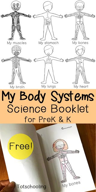 FREE science emergent reader book about the human body systems. Great science activity for preschool and kindergarten. Louboutin Lipstick, Vetenskapliga Experiment, Body Preschool, Human Body Activities, Human Body Unit, Cc Cycle 3, Human Body Systems, Kindergarten Science, Homeschool Kindergarten