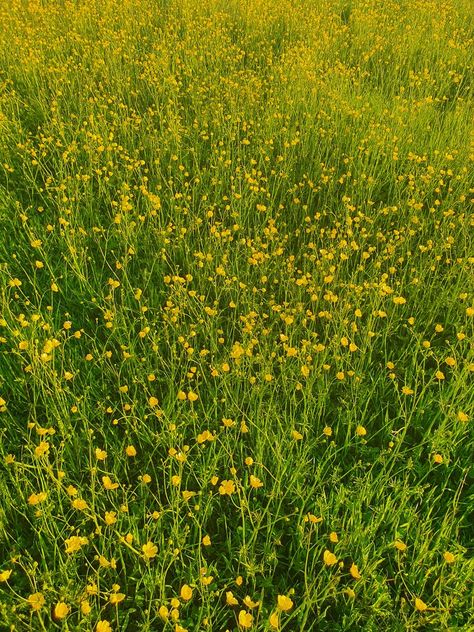 Buttercup Field, Macro Photography Tutorial, Dandelion Flower, Spring Landscape, Diy Canvas Art Painting, Outdoor Landscaping, Diy Canvas Art, Flower Photos, Diy Canvas