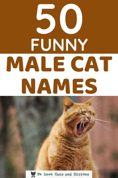 Male Cat Names Unique List, Boy Cat Names Unique, Funny Boy Names, Cat Names For Boys, Cats With Kittens, Male Cat Names Unique, Cat Names Boy, Kitten Names Boy, Cat Names Male