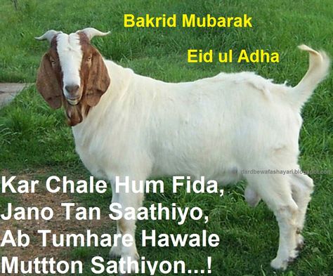 Happy Bakra Eid Mubarak Wishes Bakra Eid Mubarak Images, Bakra Eid Mubarak, Eid Ul Azha Mubarak, Eid Shayari, Eid Status, Eid Quotes, Eid Adha Mubarak, Bakra Eid, Eid Images