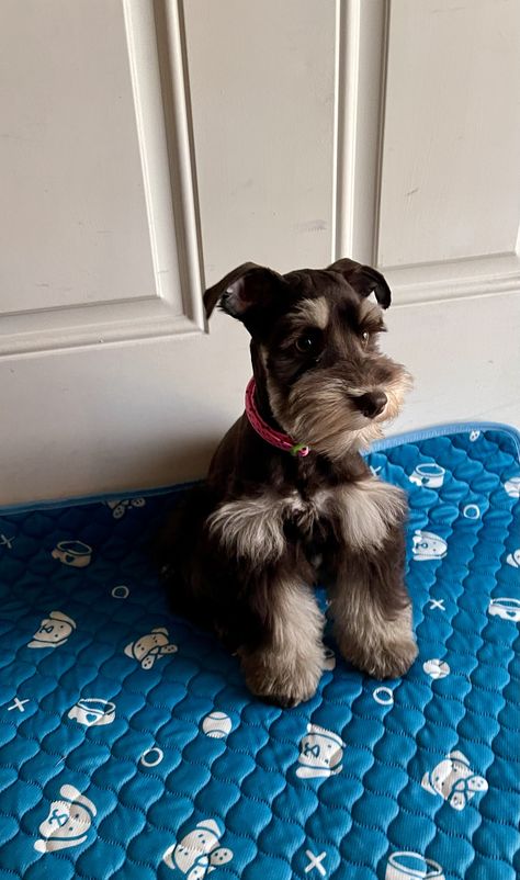 Brown And White Schnauzer, Black And Silver Miniature Schnauzer, Snauzer Haircut Styles, Mini Schnauzer Brown, Brown Miniature Schnauzer, Mini Snauzers Haircuts, Cute Shnouzers, Brown Mini Schnauzer, Minature Snauzher