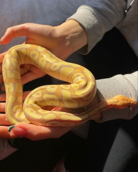 Banana Python, Banana Pastel Ball Python, Super Pastel Ball Python, Full Grown Ball Python, Yellow Ball Python, Yellow Python Snake, Pretty Snakes, Corn Snake, Reptile Room