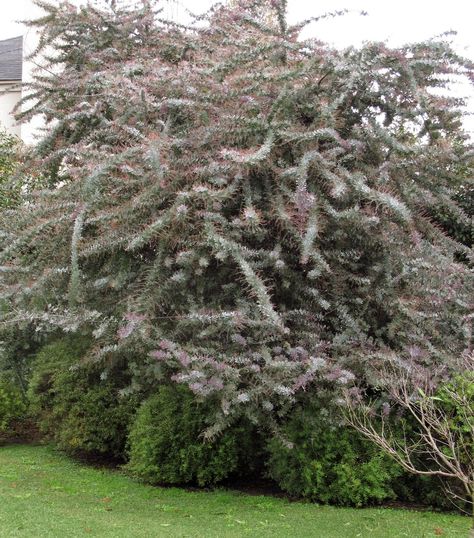 acacia baileyana purpurea Silver Plants, Acacia Flower, Acacia Baileyana, Silver Plant, Privacy Trees, Ideas Casa, Flowering Trees, Trees, Exterior