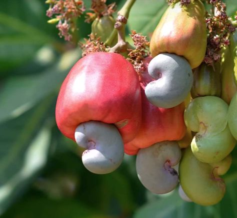 The cashew is an interesting food. It is the seed of a fruit, not a nut. Cashew trees originated in Brazil, but are now cultivated in many countries across the world. Top exporters include Nigeria, India, Ivory Coast, Vietnam and Indonesia. The cash... Cashew Nut Tree, Cashew Apple, Cashew Tree, Fruit Tree Garden, Rain Lily, Live Tree, Tropical Tree, Nuts And Seeds, Raw Cashews