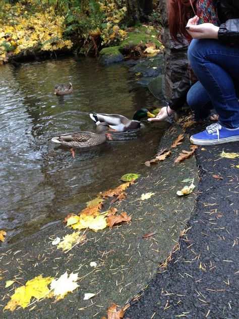 quack! duck feeding Feeding Ducks Aesthetic, Feeding Ducks, Duck Feed, Duck Pond, Cute Date Ideas, Outdoor Activities, Art Inspiration, Photography