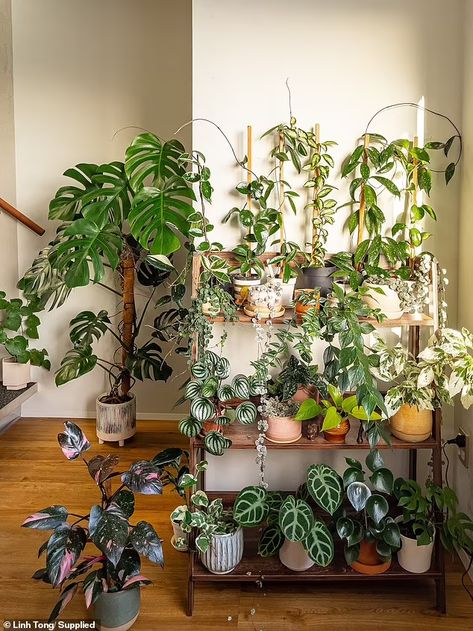 Linh Tong transforms her home into a stunning 'jungle' filled with 60 different plant species | Daily Mail Online Garden Planning Layout, Indoor Plant Shelves, Plants Decor, Plant Decor Indoor, Plant Aesthetic, House Plants Decor, Room With Plants, Plant Shelves, Different Plants