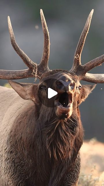 165K views · 44K likes | Harry Collins on Instagram: "Some of my favorite elk bugles from the last couple of years ruts taken both in the Canadian Rockies and Pennsylvania" Irish Elk Art, Photos Of Elk, Elk Hunting Colorado, Bull Elk Bugling, Bull Elk, Canadian Rockies, Elk, Rocky, Hunting