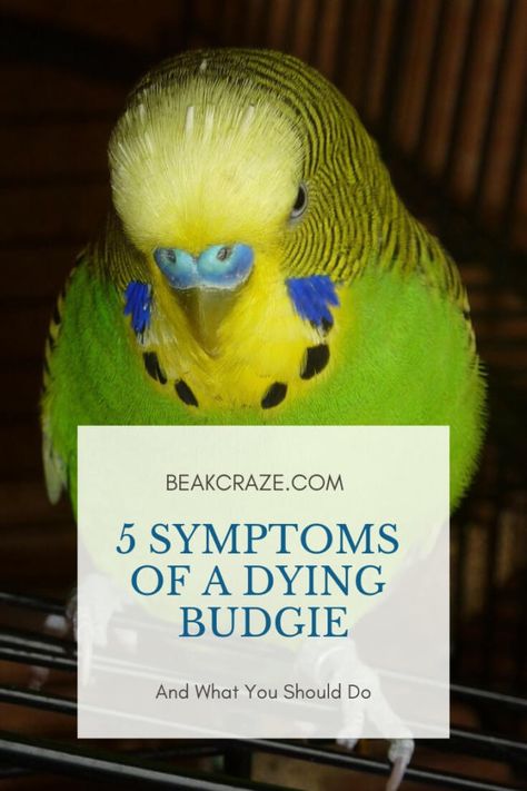 The 3 Reasons Why Your Budgie Is Quiet – Beak Craze Parakeet Care, Budgie Cage, Green Parakeet, Birds Cage, Parakeet Toys, Parakeet Cage, Pet Bird Cage, Parakeet Bird, Budgies Bird