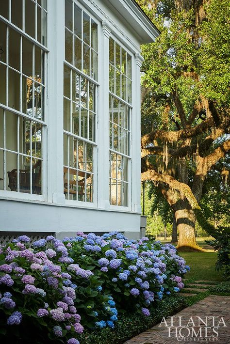 Grandeur & Grace - Atlanta Homes and Lifestyles Albany Georgia, Atlanta Homes And Lifestyles, Brick Columns, Dogwood Branches, Historic Renovation, Hydrangea Colors, Live Oak Trees, Old Oak Tree, Biltmore Estate