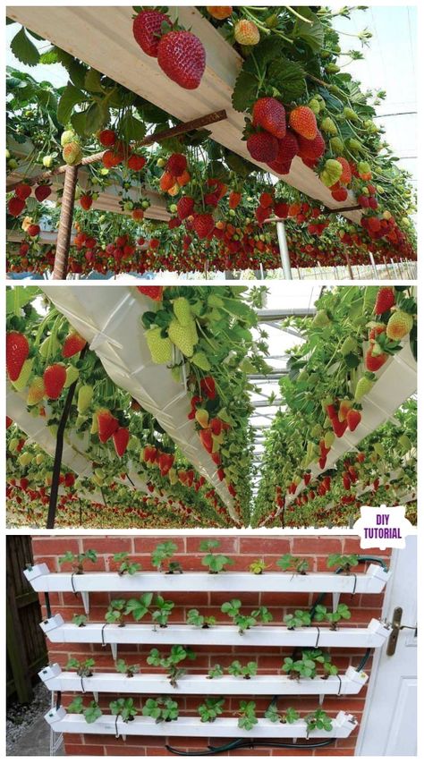 DIY Vertical Pallet Strawberry Planter Tutorials - Video - DIY Magazine Strawberry Planter Ideas, Strawberry Gardening, Strawberry Planters Diy, Garden Strawberry, Strawberry Planter, Herb Garden Pallet, Colourful Garden, Vertical Vegetable Gardens, Strawberry Plant