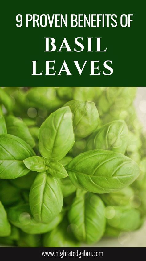 Basil Leaves Benefits Health Benefits Of Basil, Benefits Of Basil, Basil Health Benefits, Indian House, Holistic Medicine, Basil Leaves, Healing Food, Healthy Eating Habits, Very Well