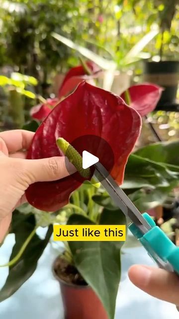 Seed to Flowers on Instagram: "How to extract anthurium plant  #gardening #gardenlovers #gardeningtips #plant #plants #plantlovers #planting #bloom #flowers #flowerslovers #flowersofinstagram #flowermagic #blooms #urbangardening #urbangarden #gardenideas #plantlove #gardenlove  #instagarden #gardensofinstagram #instagardenlovers #gardenlovers" Anthurium Seeds, Anthurium Plant, Anthurium Flower, Patio Flowers, Bloom Flowers, Indoor Flowers, December 13, Plant Roots, Garden Lovers