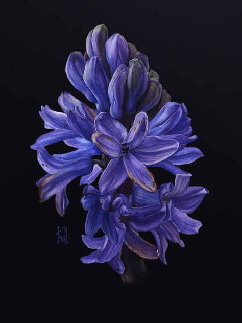 Purple Hyacinth, Kate Vigdis on ArtStation at https://www.artstation.com/artwork/Xnbg4y Purple Hyacinth Flower Drawing, Blue Hyacinth Aesthetic, Purple Hyacinth Tattoo, Purple Hyacinth Flower Aesthetic, Purple Hyacinth Aesthetic, Hyacinth Aesthetic, Purple Hyacinth Flower, Hyacinth Tattoo, Hyacinth Wallpaper